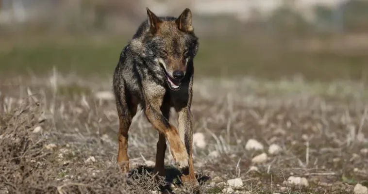 La nueva polémica sobre la protección del lobo en la UE: lo que debes saber