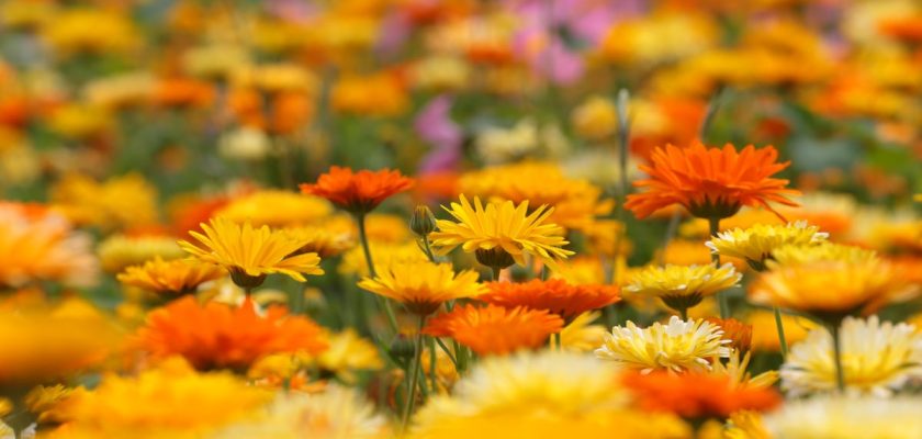 Descubriendo el poder oculto de la caléndula: la humilde flor que sirve para todo