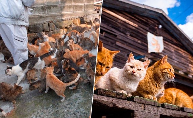 La enigmática isla de Aoshima y el futuro incierto de sus gatos: un reflejo de la crisis demográfica en Japón