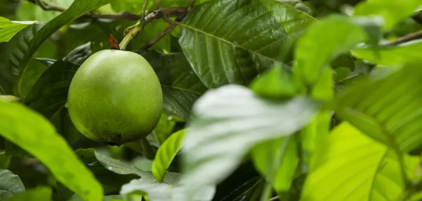 El borojó: la superfruta colombiana que está revolucionando la salud en España