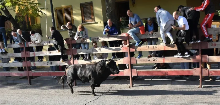 El controversial encierro de Villaviciosa de Odón: ¿tradición o peligro inminente?