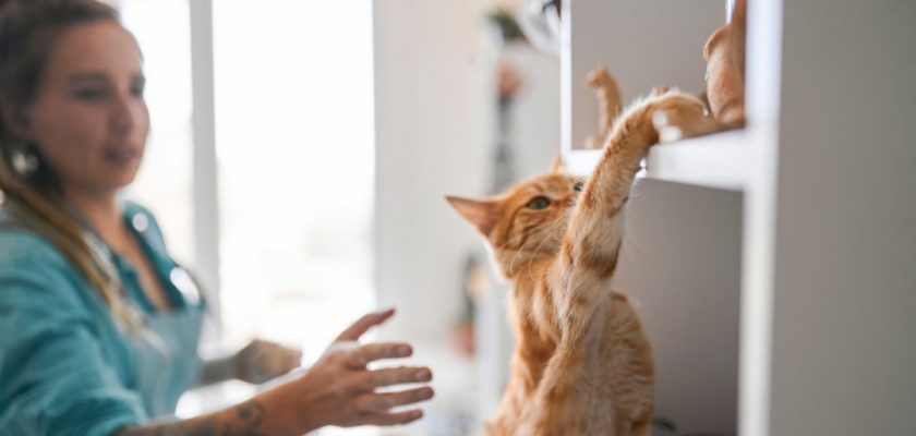 Gel adhesivo transparente: la solución perfecta para proteger tus decoraciones y el bienestar de tus mascotas