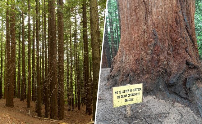 El dilema del turismo masivo: cómo Cabezón de la Sal defiende su bosque de secuoyas