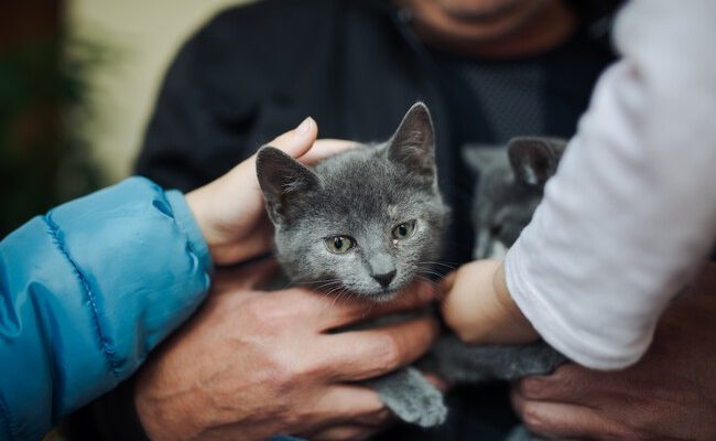 Las mascotas y sus promesas: ¿realmente viven hasta nuestras expectativas emocionales?