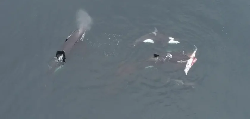 Impactante hallazgo sobre orcas en la corriente de Humboldt: cazadoras de delfines oscuros