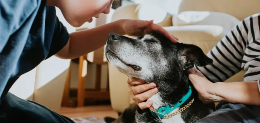 La nueva ley de bienestar animal en España: ¿qué significa realmente para propietarios y mascotas?