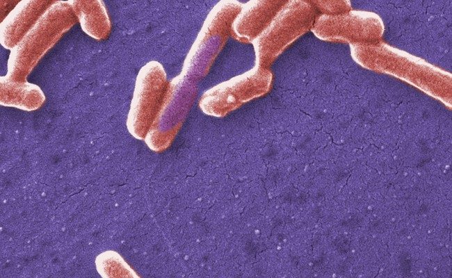 Las increíbles adaptaciones de las bacterias: ¿pueden sentir el ácido?