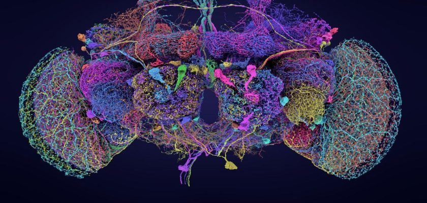 Nuevos avances en el mapeo neuronal: el cerebro de la mosca de la fruta como clave para la neurociencia