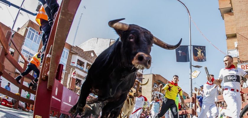 El dilema taurino en San Sebastián de los Reyes: entre encierros y educación