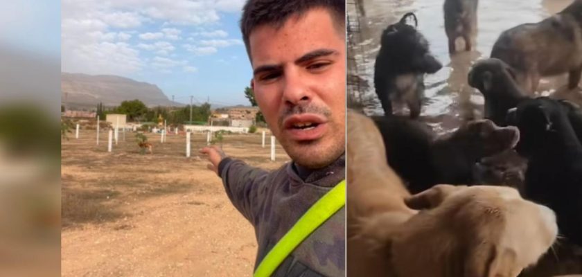 Solidaridad en tiempos de crisis: cómo la tragedia de la DANA unió a España por el rescate de animales