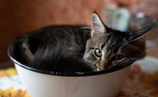 Gatos: investigadores revelan el sorprendente sentido corporal que poseen nuestros felinos