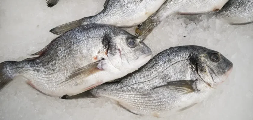 El creciente consumo de pescado congelado en España: tendencias y hábitos de compra de los hogares españoles