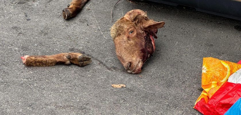 Las recientes atrocidades en san sebastián de los reyes: una mirada al maltrato animal y su implicación social