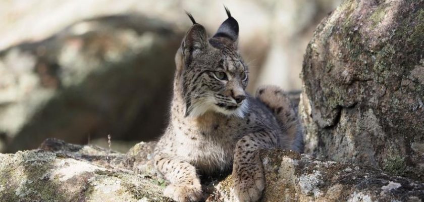 La lucha por la supervivencia del lince ibérico: atropellos y conservación ambiental en Andalucía