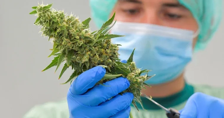 El nuevo horizonte del cannabis medicinal en Europa: cambios y perspectivas