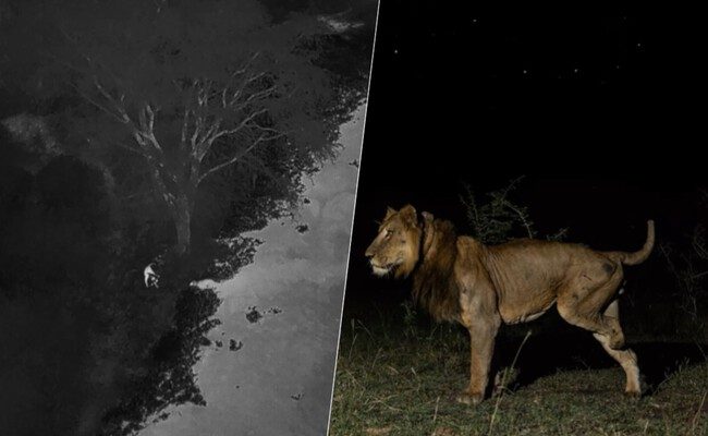 Récord impresionante: ¿pueden los leones nadar un kilómetro? La asombrosa historia de Jacob y Tibu