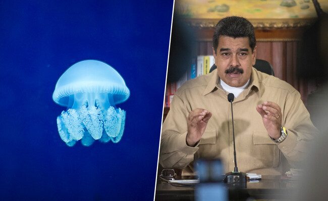 Venezuela se reinventa: la sorprendente exportación de medusas a Corea del Sur