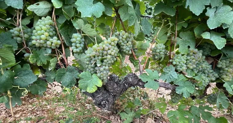 La batalla de la uva godello: controversias y desafíos en la DO Bierzo y Rueda