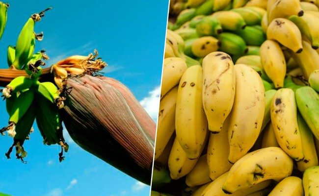 La nueva era del plátano: ¿podrá Yelloway One salvar la industria bananera mundial?