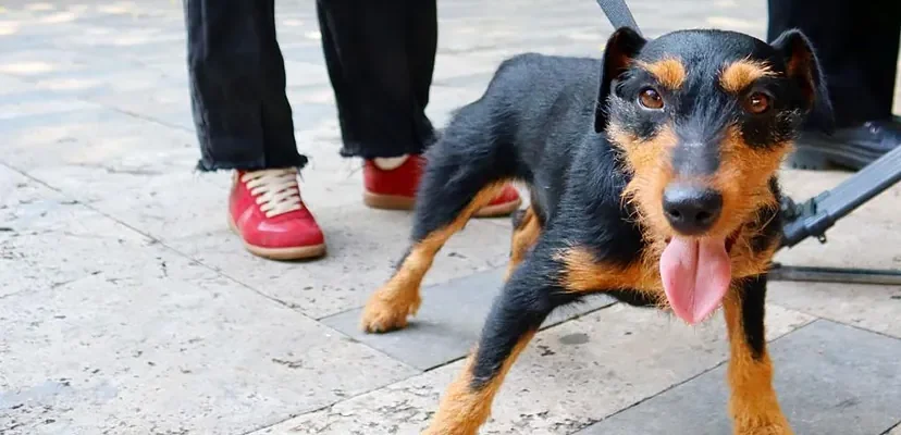 La increíble odisea de mogzaura: la perra viajera de Tiflis y su búsqueda de un hogar