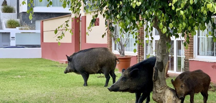 La controvertida caza de jabalíes en Andalucía: ¿solución o problema?