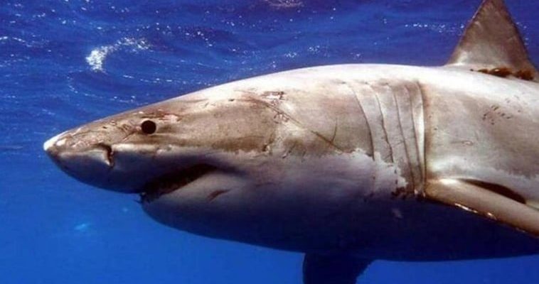 El alarmante aumento de ataques de tiburones: la realidad detrás de los encuentros en el mar