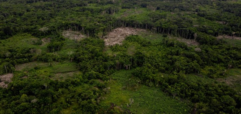 La alarmante crisis de los árboles: el 38% en riesgo de extinción y su impacto global