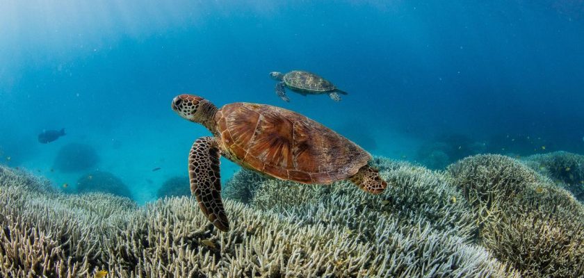 El alarmante informe de WWF sobre la biodiversidad: ¿estamos al borde del abismo o aún hay esperanza?