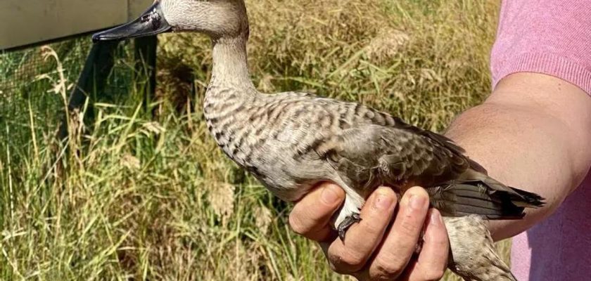 La lucha por la cerceta pardilla: un pato en peligro crítico, ¡pero no sin esperanza!