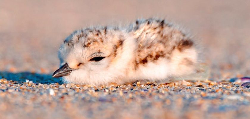 La difícil batalla por la biodiversidad en Galicia: ¿estamos a tiempo de actuar?