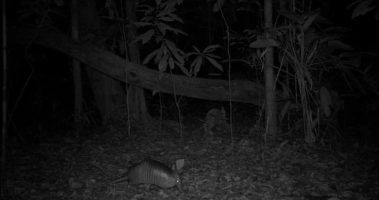 El influjo de la luna llena en la fauna: un estudio fascinante sobre la vida silvestre