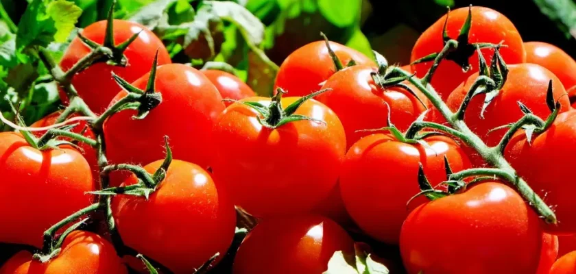 El tomate: el rey de la cocina global que llegó para quedarse