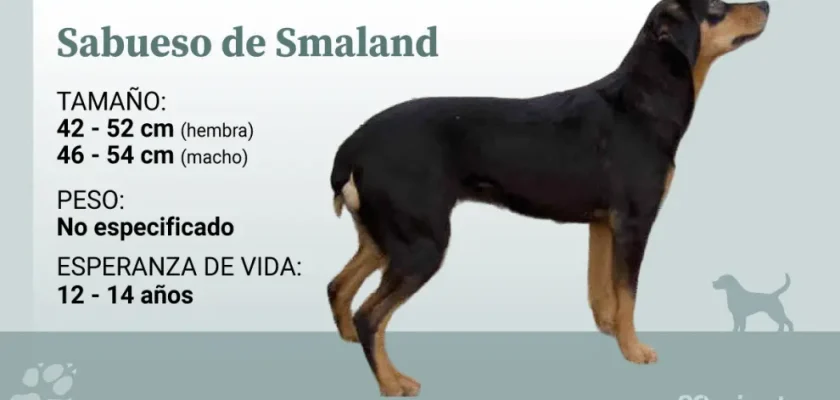 Descubriendo el sabueso de Småland: la joya canina de Suecia