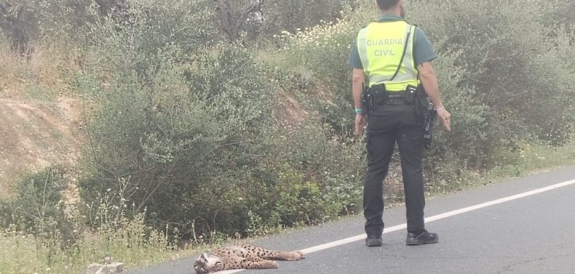 Preocupante aumento de linces atropellados en Andalucía: ¿qué podemos hacer?