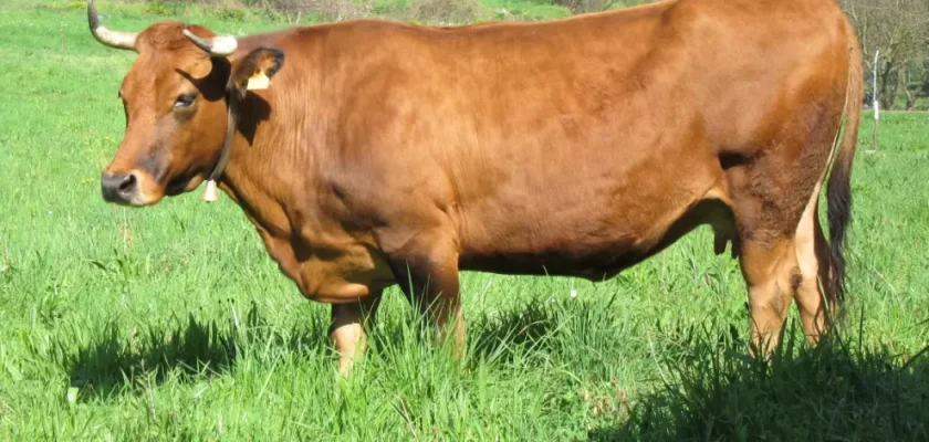 Triste tragedia en Guadalix de la Sierra: el impacto de encuentros inesperados con animales de granja