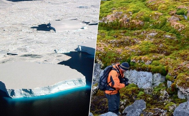 La Antártida se tiñe de verde: el sorprendente impacto del cambio climático