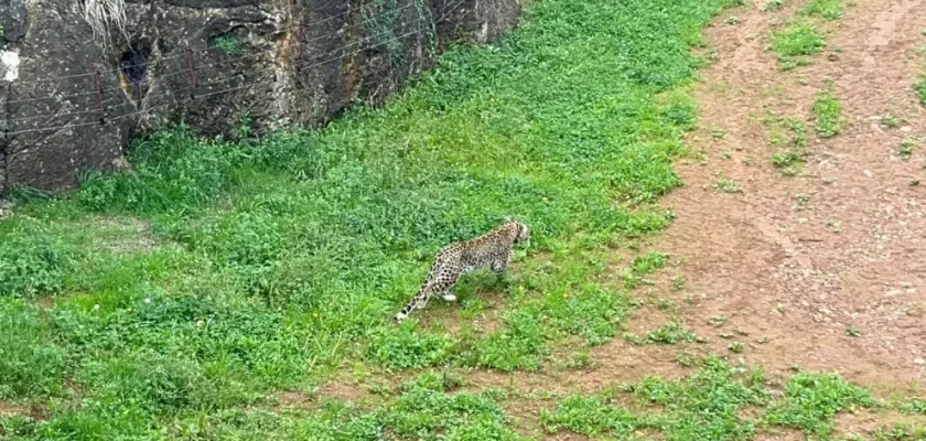 La trágica fuga de un leopardo persa en Cantabria: Una reflexión sobre la seguridad animal y la conservación