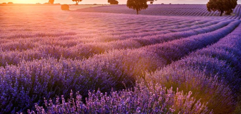 Brihuega: un viaje a través de la historia, la naturaleza y el aroma de la lavanda