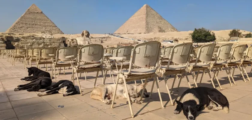 El sorprendente ascenso de Boka: cómo un perro callejero ha cambiado la perspectiva sobre los animales en Egipto