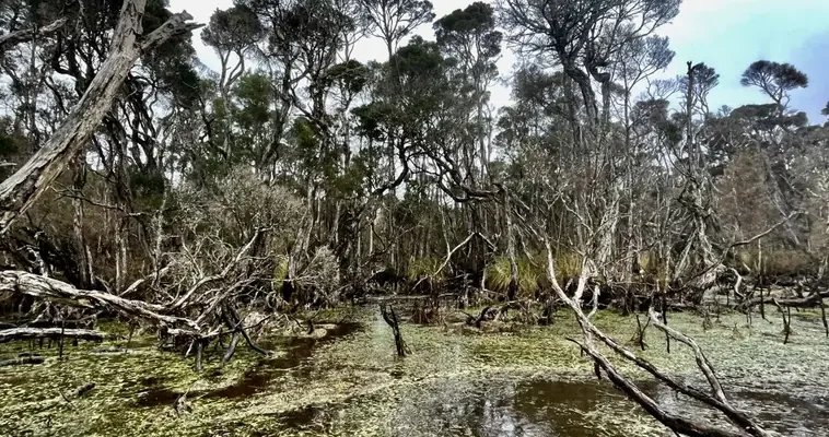 La historia oculta de Tasmania: el ingenio humano en la gestión de la tierra