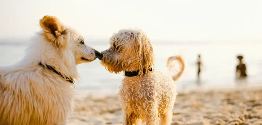 La complejidad social de nuestros perros: más allá de la sociabilidad canina