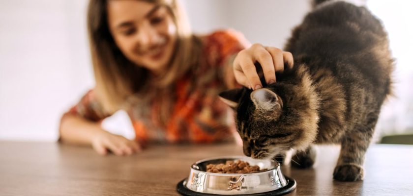 Influencers de gatos y el auge del alimento sin cereales: todos los secretos de la alimentación felina al alcance de un clic