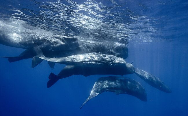 Desaparición de cachalotes en el golfo de California: la alarmante conexión con el calamar de Humboldt