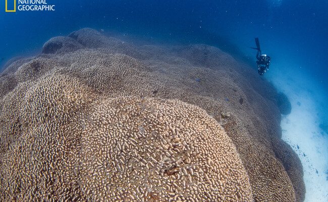 Descubrimiento sorprendente en las islas Salomón: hallan el coral más grande del mundo