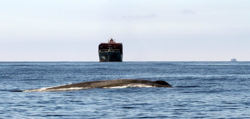 El alarmante impacto del tráfico marítimo en la supervivencia de las ballenas