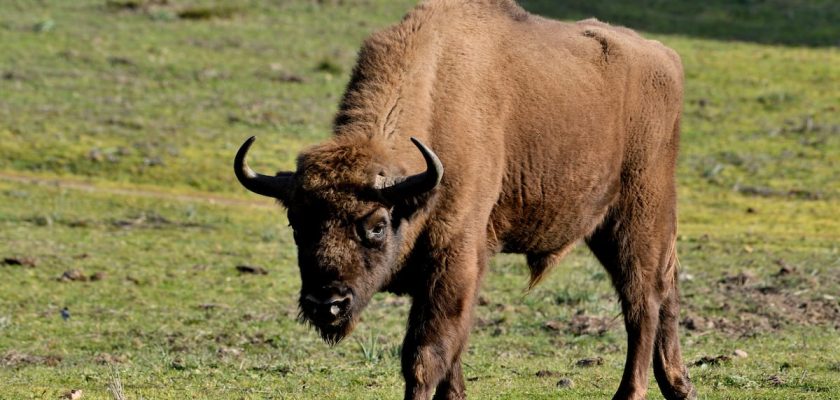 Un vistazo al bisonte europeo: el controvertido debate sobre su reintroducción en España