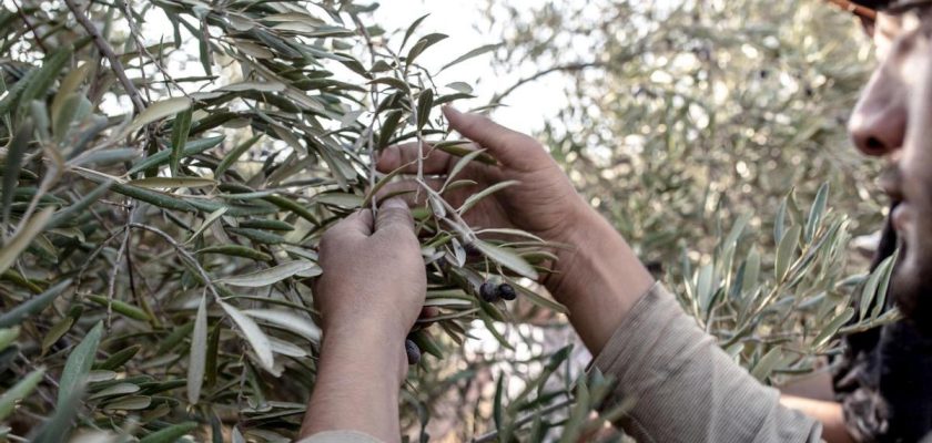 La cosecha de aceitunas más peligrosa: un vistazo a la injusticia en Cisjordania