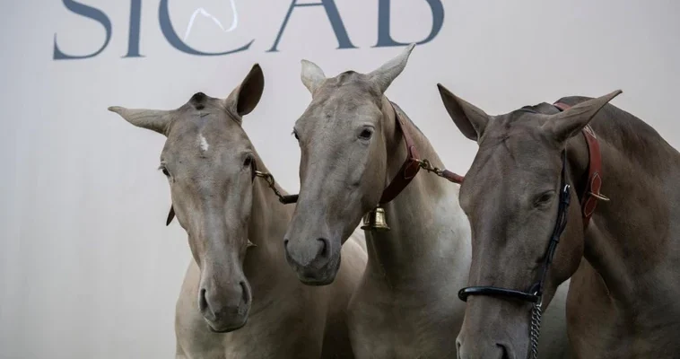 La revolución de la genética equina: avances y desafíos en la cría de caballos de pura raza