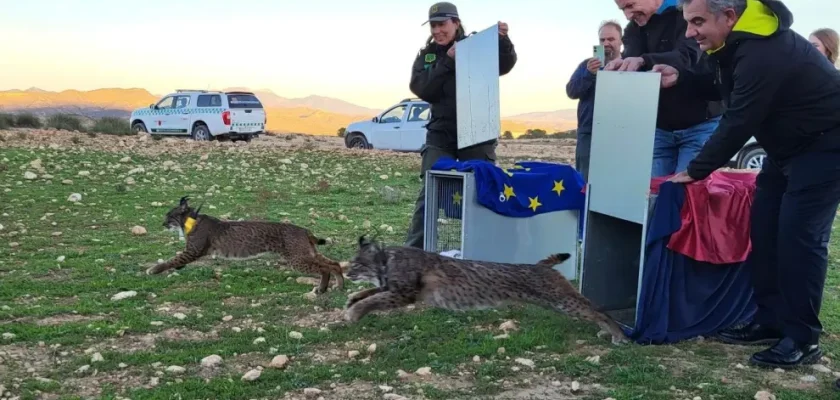 La reintroducción del lince ibérico en Murcia: un paso hacia la conservación animal