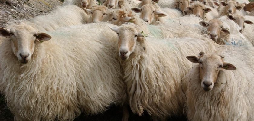 La calamidad ganadera en balears: el impacto devastador del brote de lengua azul